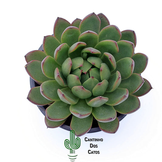 Echeveria Spotlight