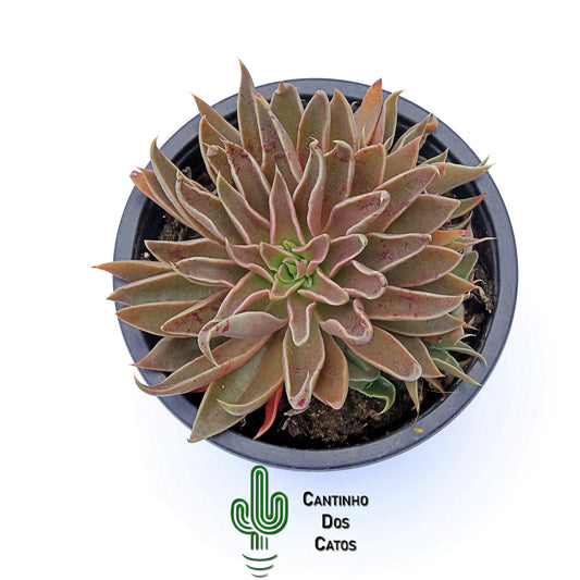 Echeveria Sabre Wolf
