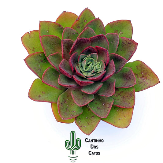 Echevaria Salsa Green