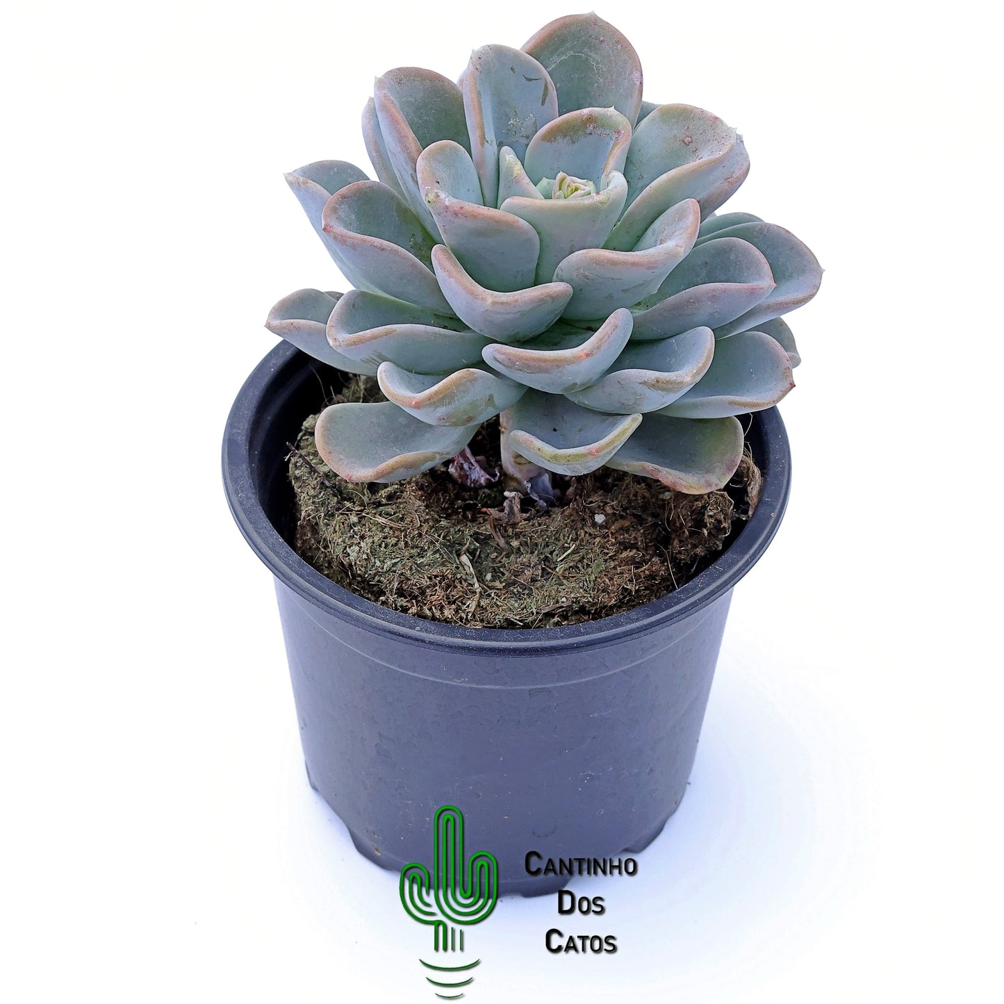 Pachyveria Orpet