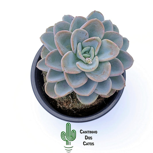Pachyveria Orpet