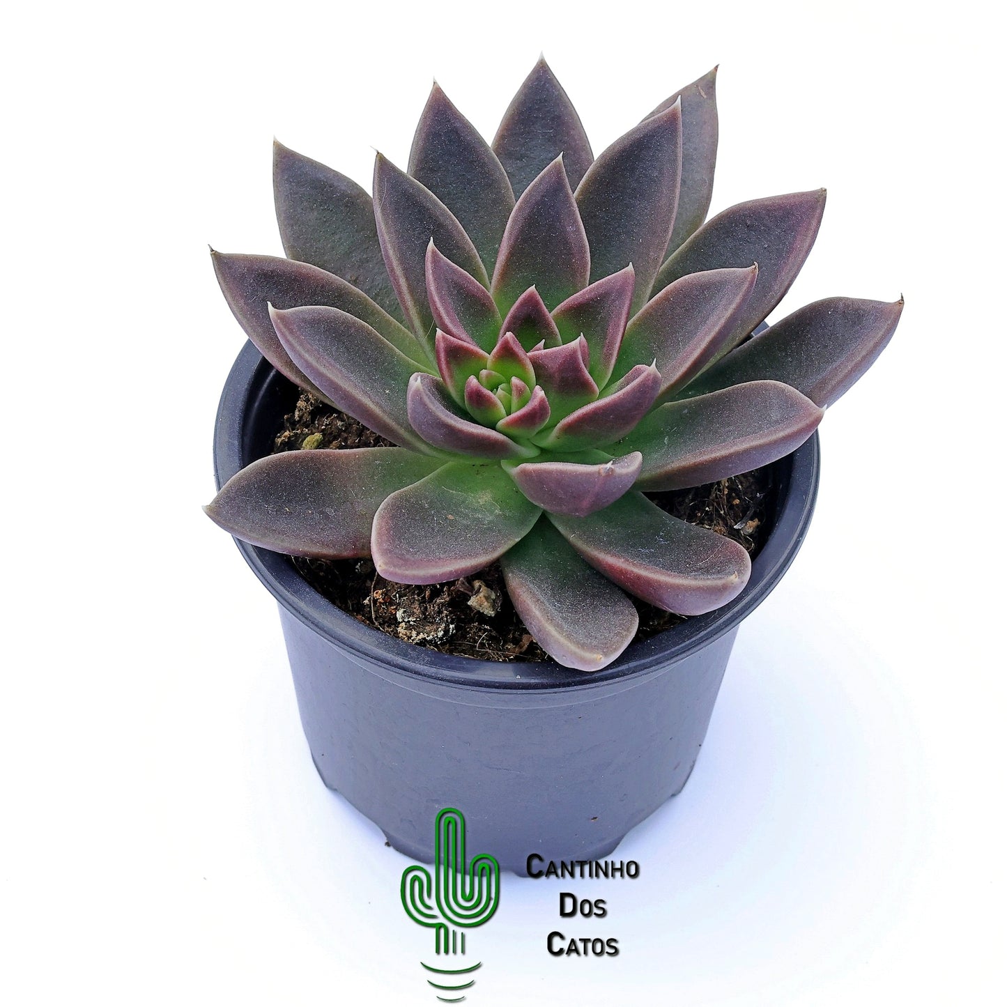 Echeveria Serrana