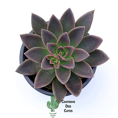 Echeveria Serrana