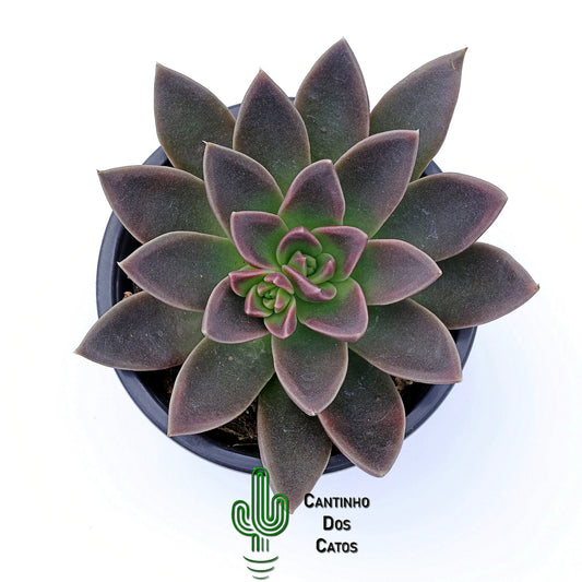 Echeveria Serrana