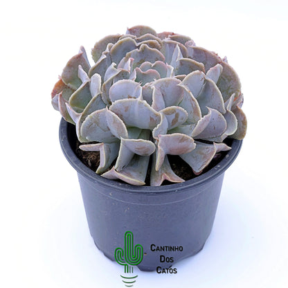 Echeveria Swan Lake