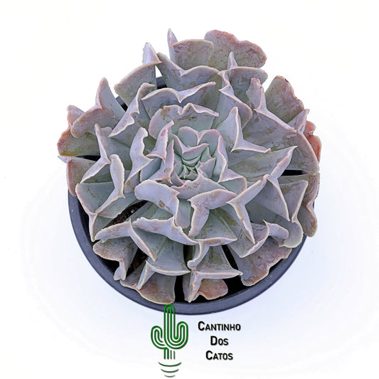 Echeveria Swan Lake