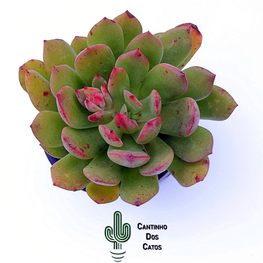 Echeveria Violet Queen