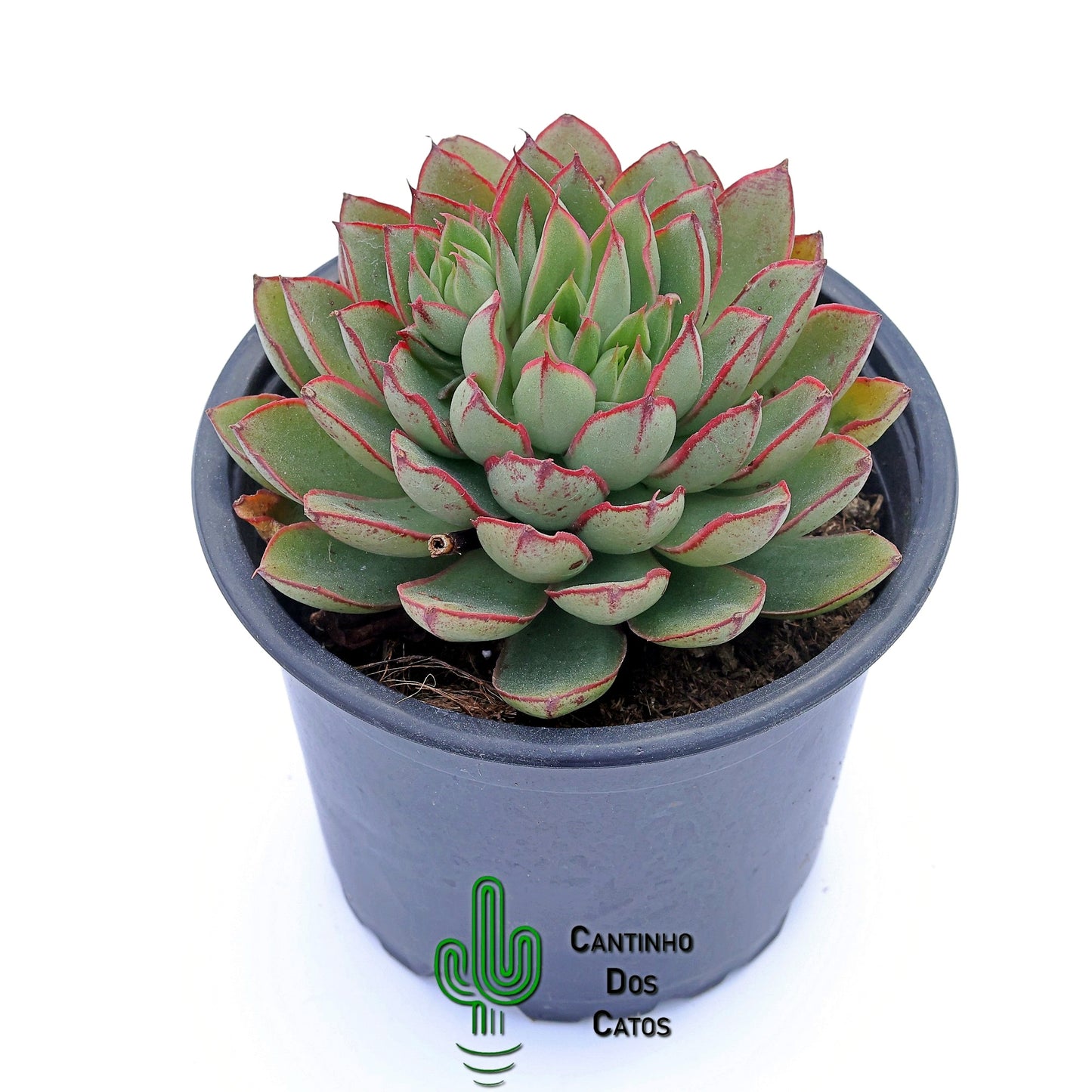 Echeveria Alita