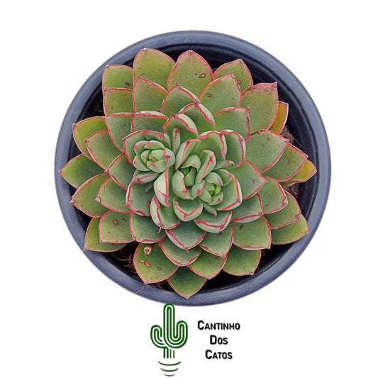 Echeveria Alita