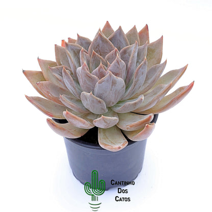 Echeveria Silver Shine