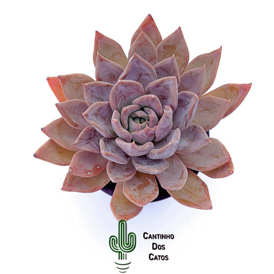 Echeveria Silver Shine