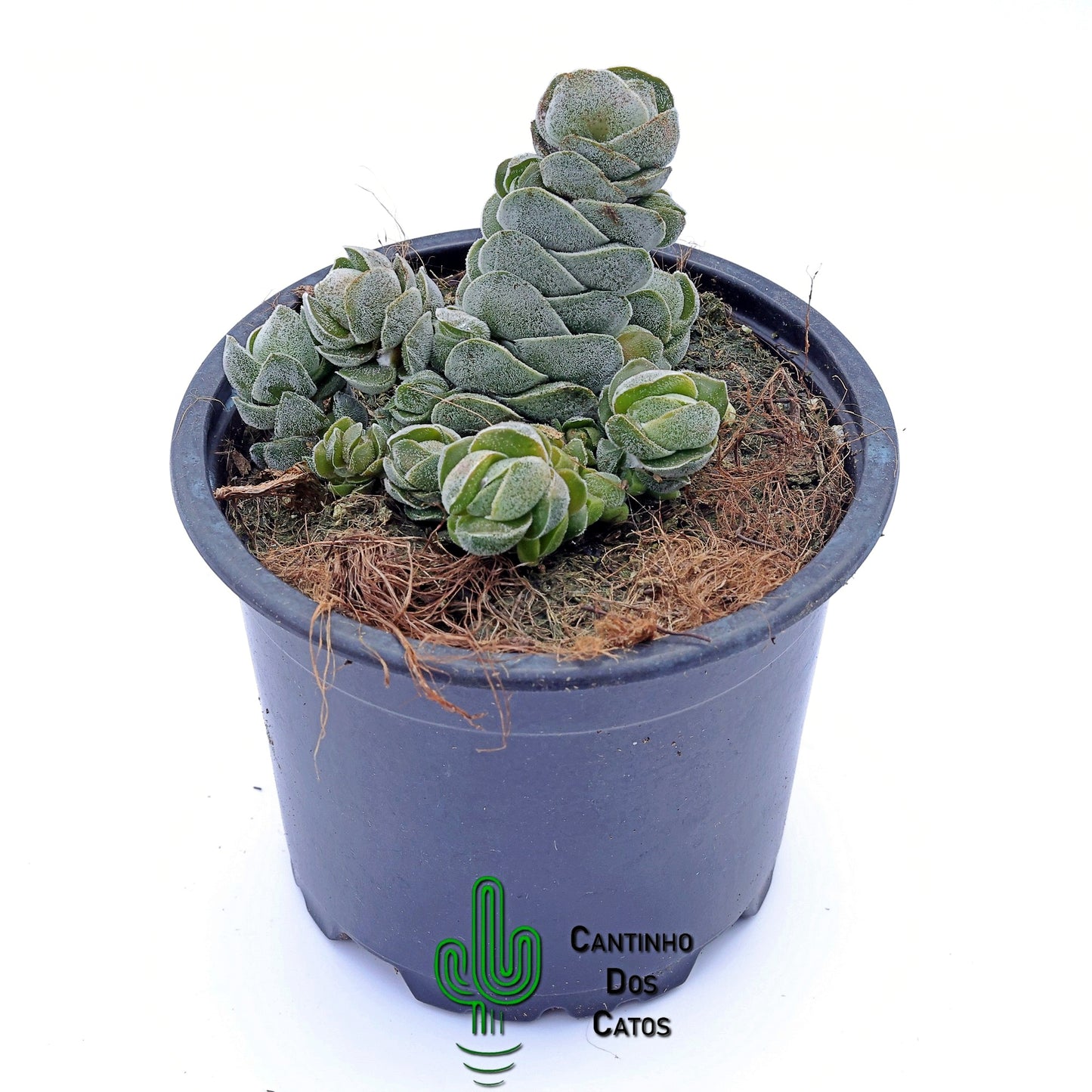 Crassula Pangolin