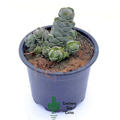Crassula Pangolin