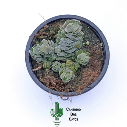 Crassula Pangolin