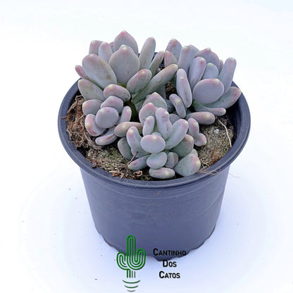 Pachyphytum Bractosum