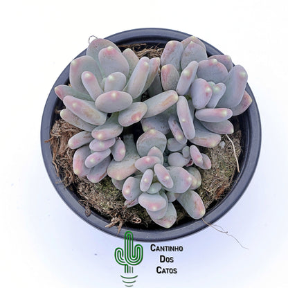 Pachyphytum Bractosum