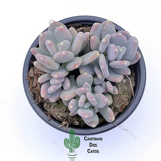 Pachyphytum Bractosum