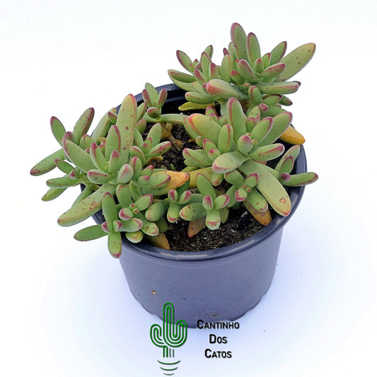 Crassula Nudicaulis Herrei
