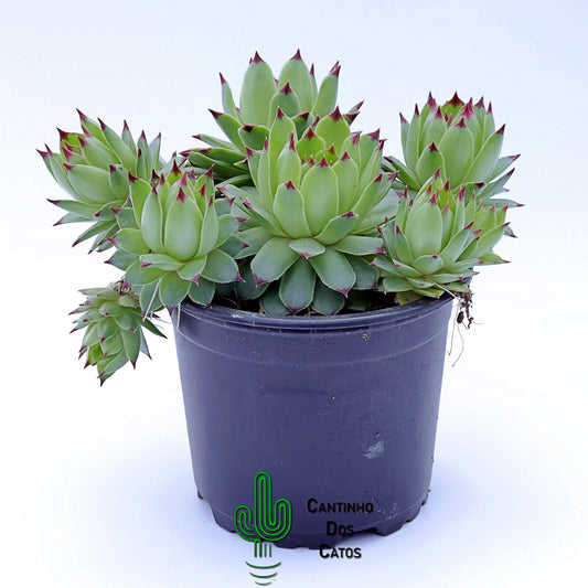 Sempervivum Calcareum