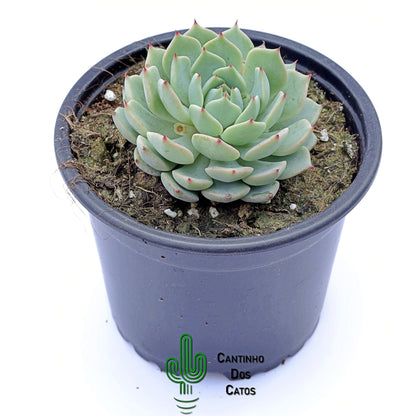 Echeveria Alienor