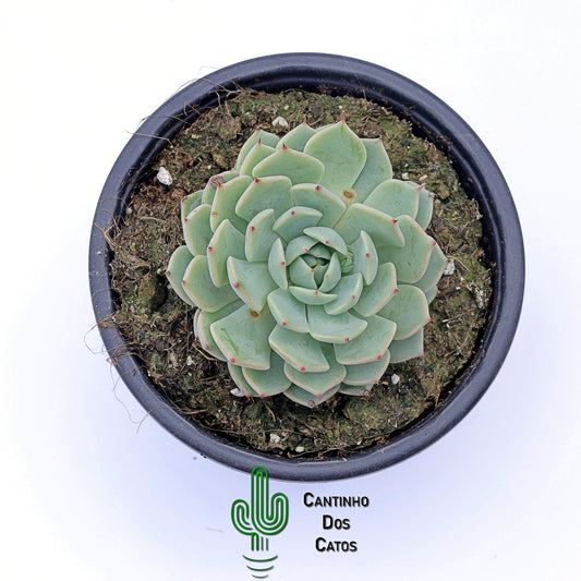 Echeveria Alienor