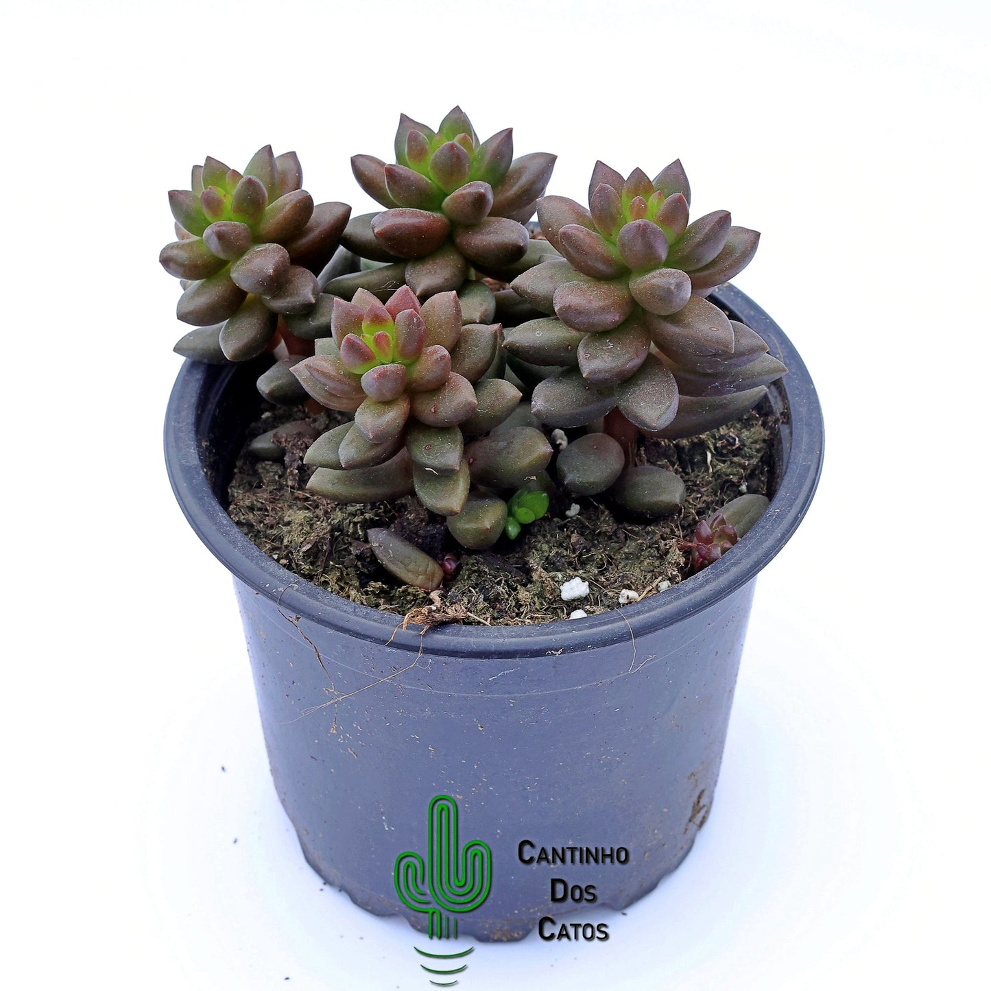 Sedum Jet Beads