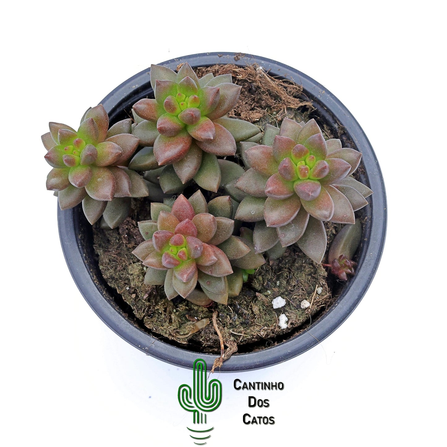 Sedum Jet Beads
