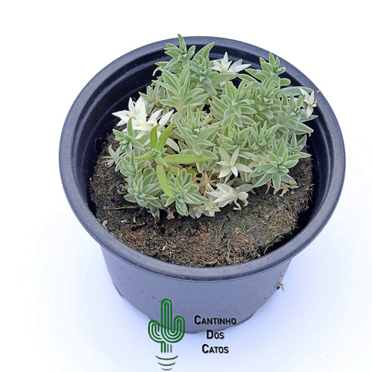 Sedum Lineate Variegata
