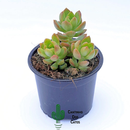 Sedum Lime Gold