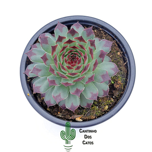 Sempervivum Calcareum