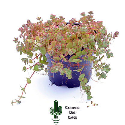 Crassula Pellucida