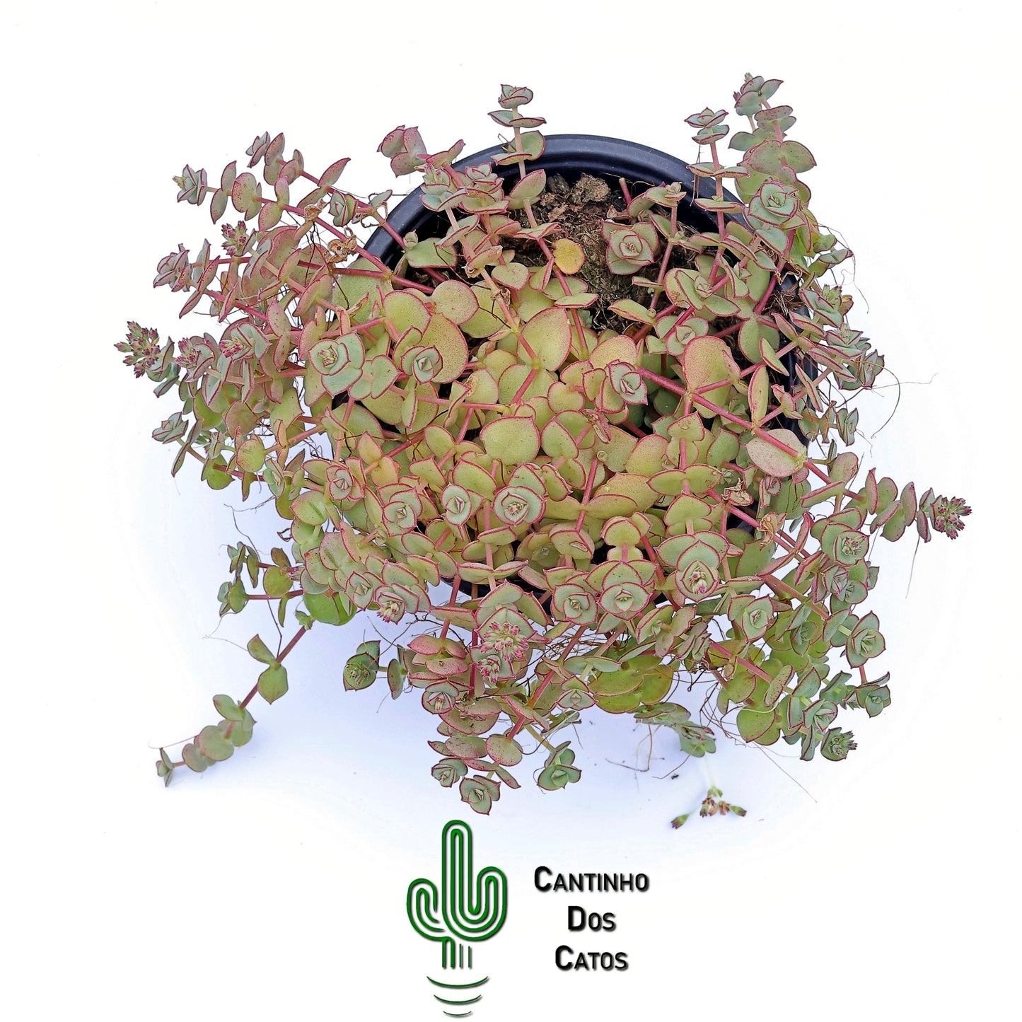 Crassula Pellucida