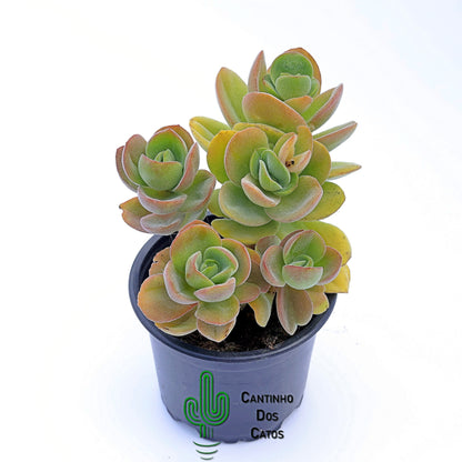 Crassula Argyrophylla Var. Swaziensis