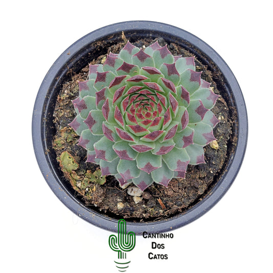 Sempervivum Mint Marvel
