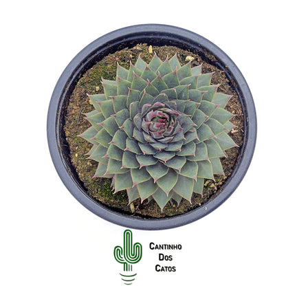 Sempervivum Silverine