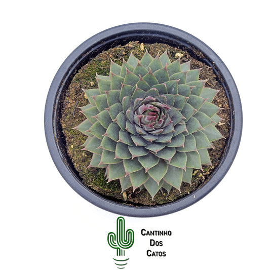 Sempervivum Silverine