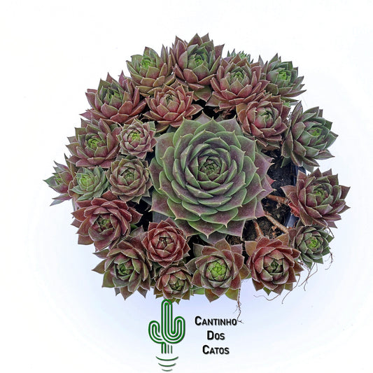 Sempervivum Lemon Flare