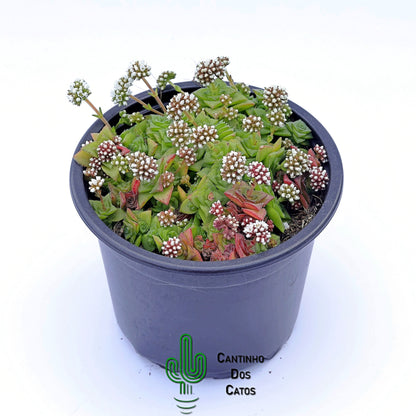 Crassula Socialis