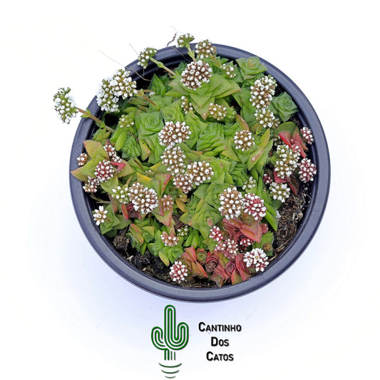 Crassula Socialis