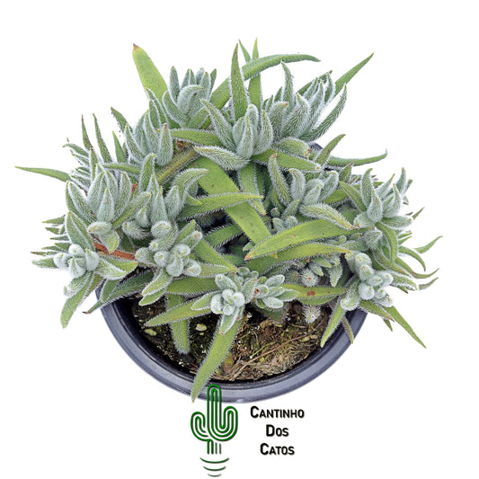 Crassula Mesembryanthemoides