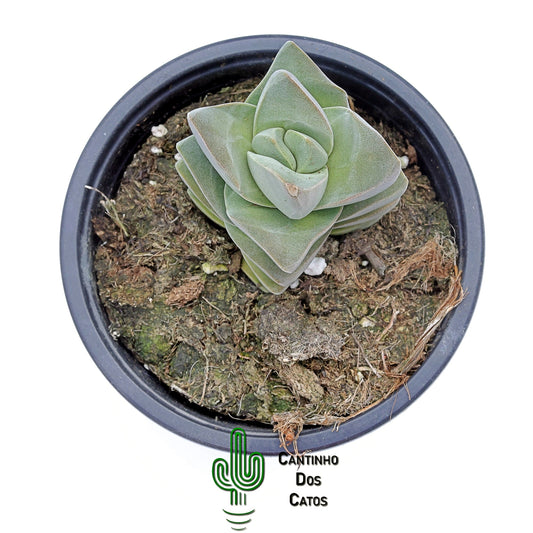 Crassula Moonglow