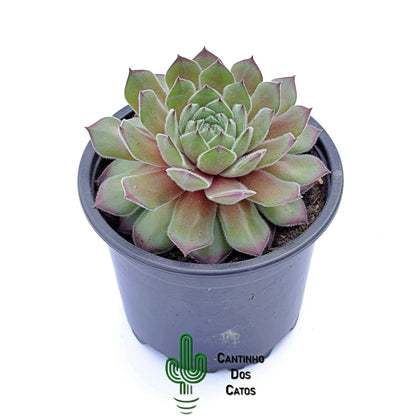 Sempervivum Seminole