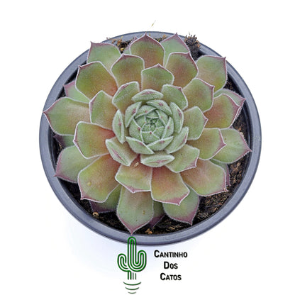 Sempervivum Seminole