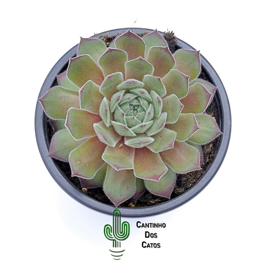 Sempervivum Seminole
