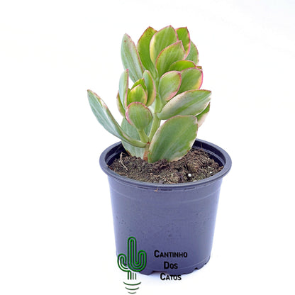 Crassula Ovata 'Lemon and Lime'