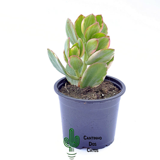 Crassula Ovata 'Lemon and Lime'