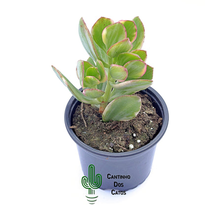 Crassula Ovata 'Lemon and Lime'