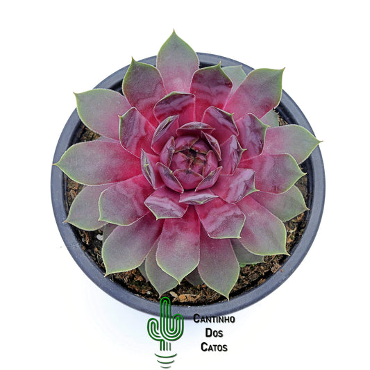 Sempervivum ‘Pink Pomelo’