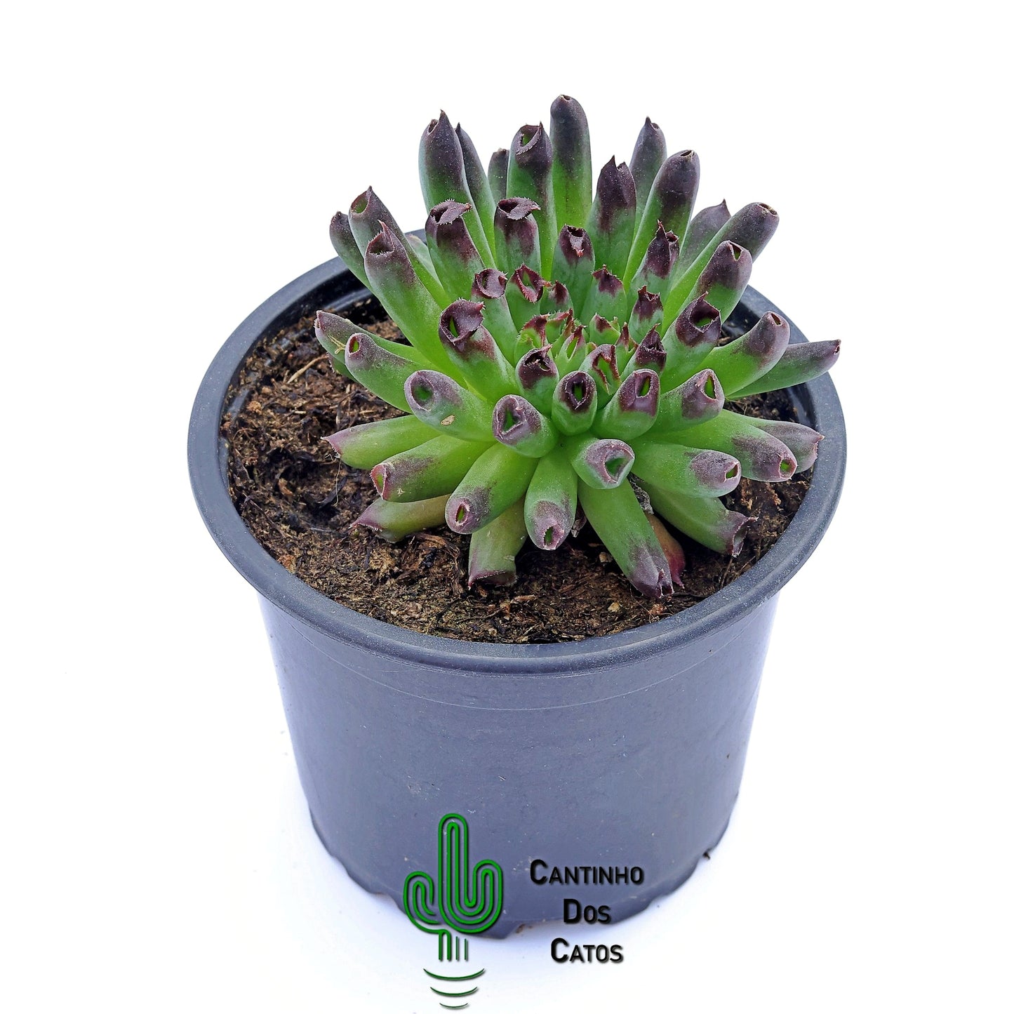 Sempervivum Oddity