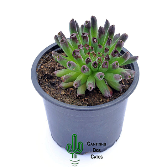 Sempervivum Oddity